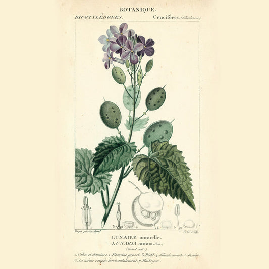 Botanique Study in Lavender III by Turpin