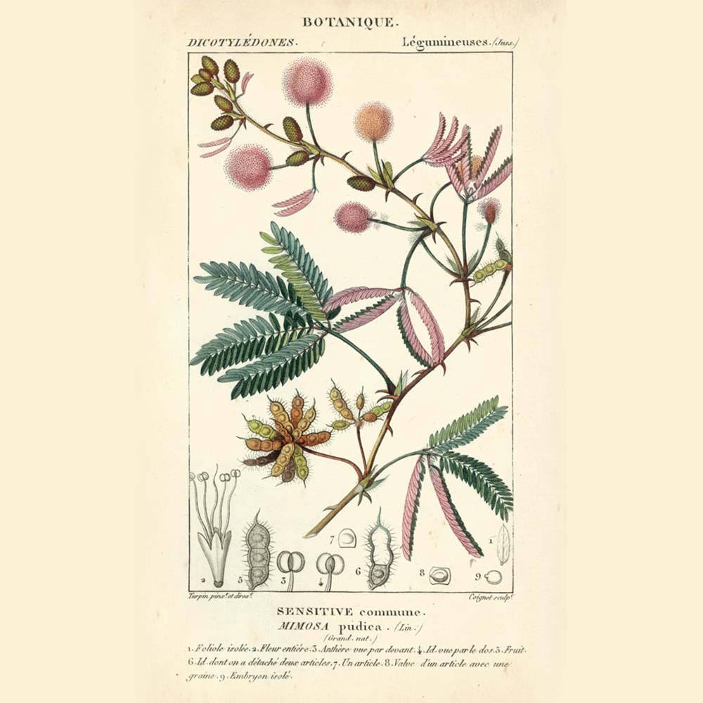 Botanique Study in Pink IV by Turpin