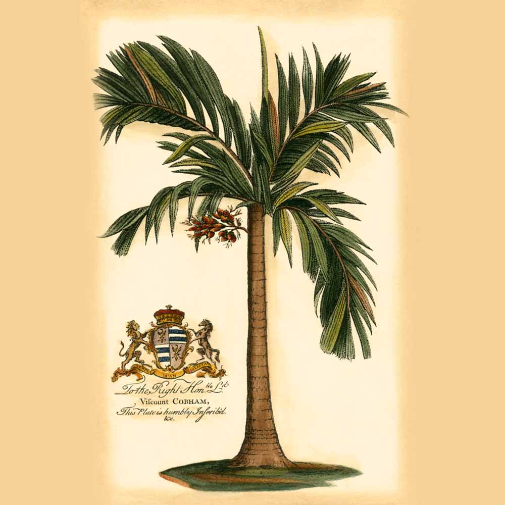 British Colonial Palm I by Vision Studio
